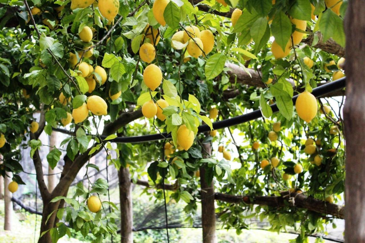 Poggio Angelarosa: Lemon Garden Stay&Relax Scala Kültér fotó